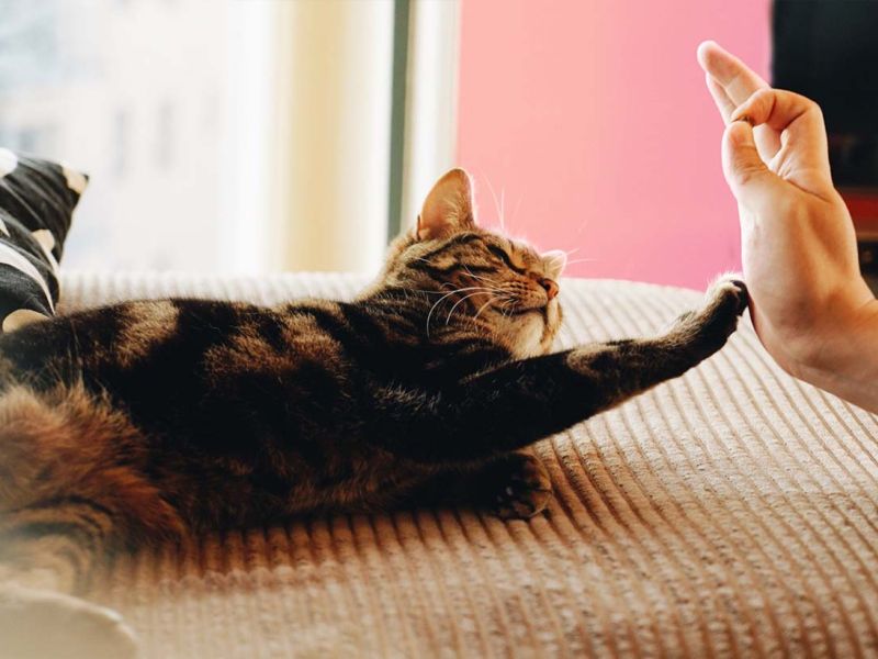 box1-gatto-mano