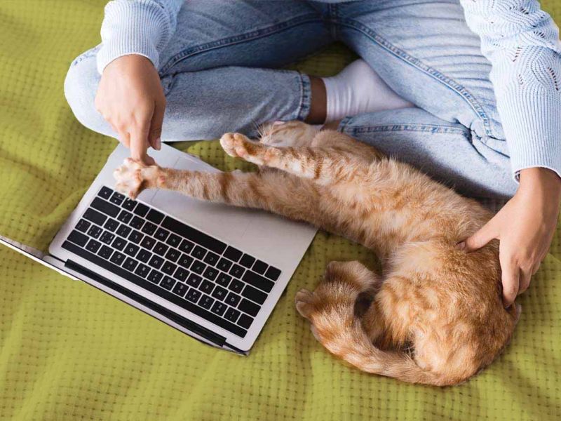box2-gatto-pc-verde